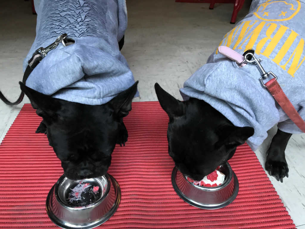 Rita y Konga en Dog&Roll