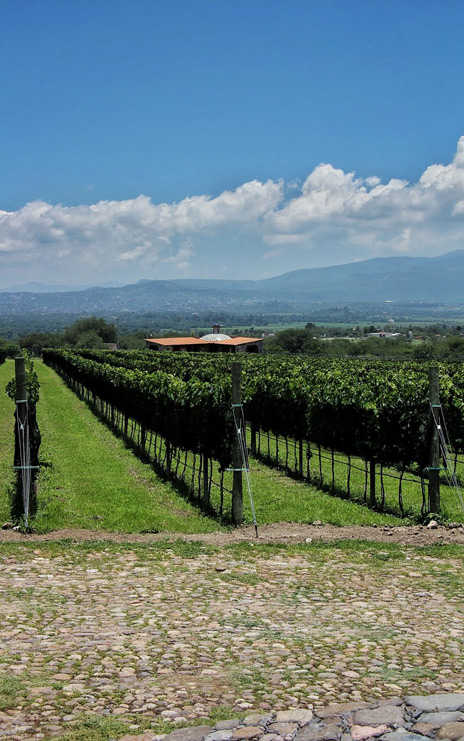 Viñedo Hacienda San José Lavista