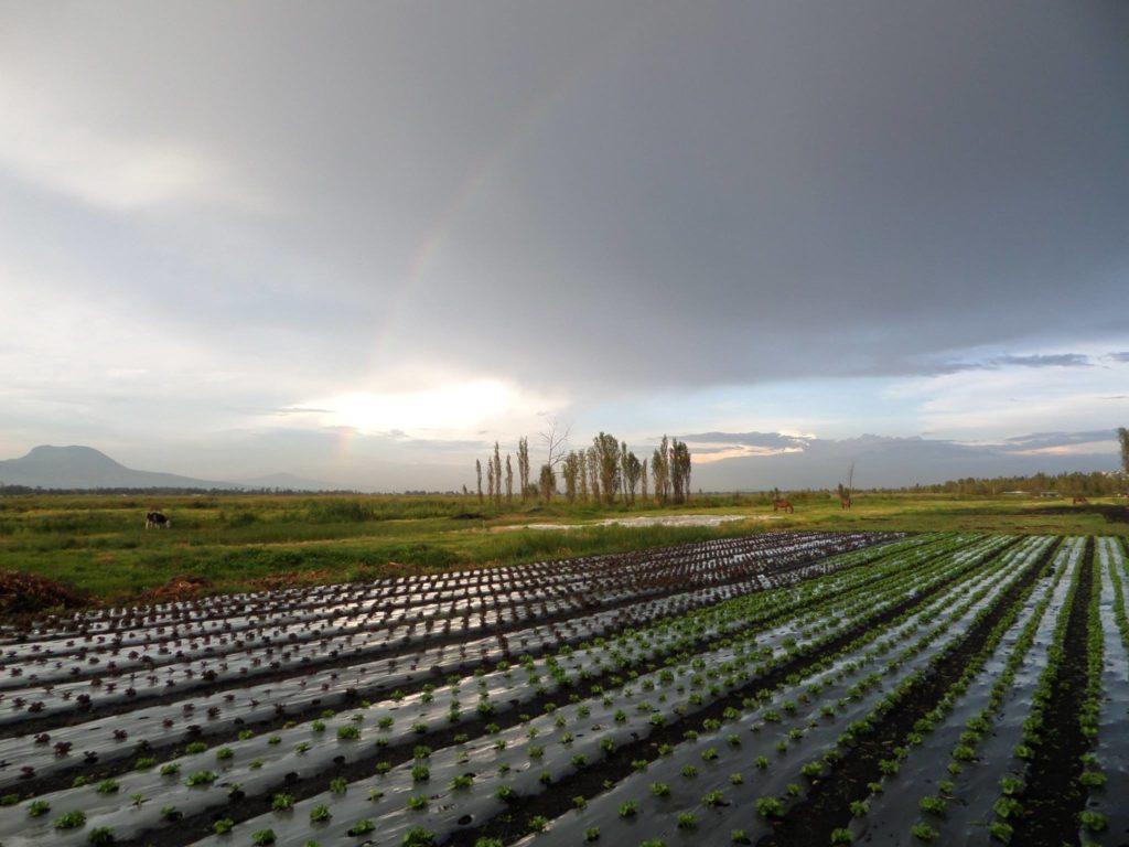 Chinampas Tianquiskilitl